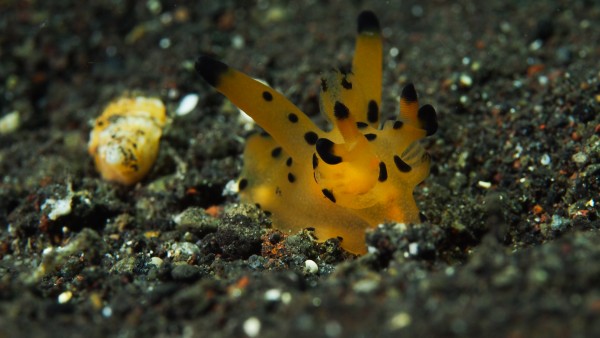 Pikachu nudibranch by Michael Brown